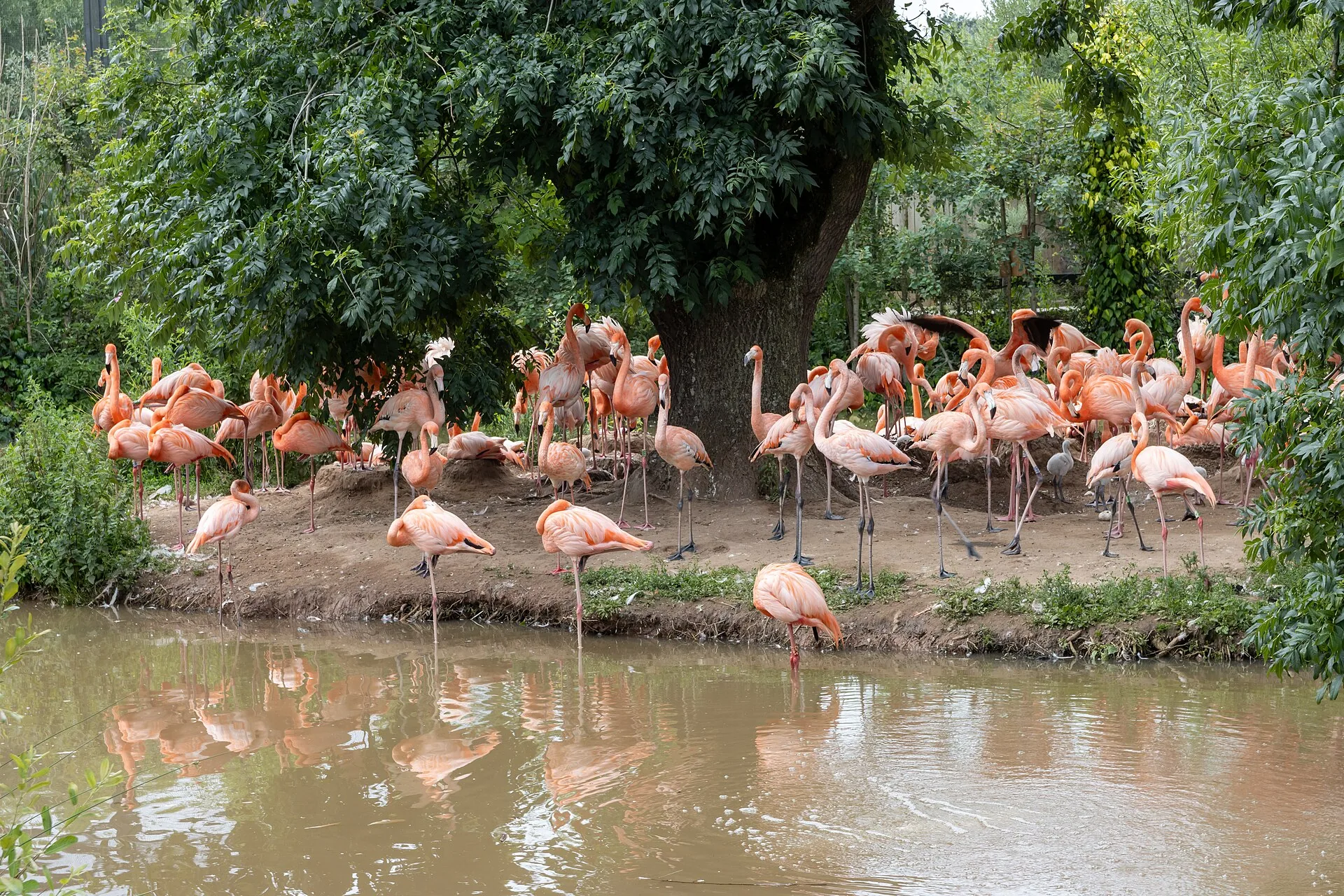 Pink flamingos around the lake at Chester Zoo